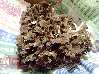 天然舞茸